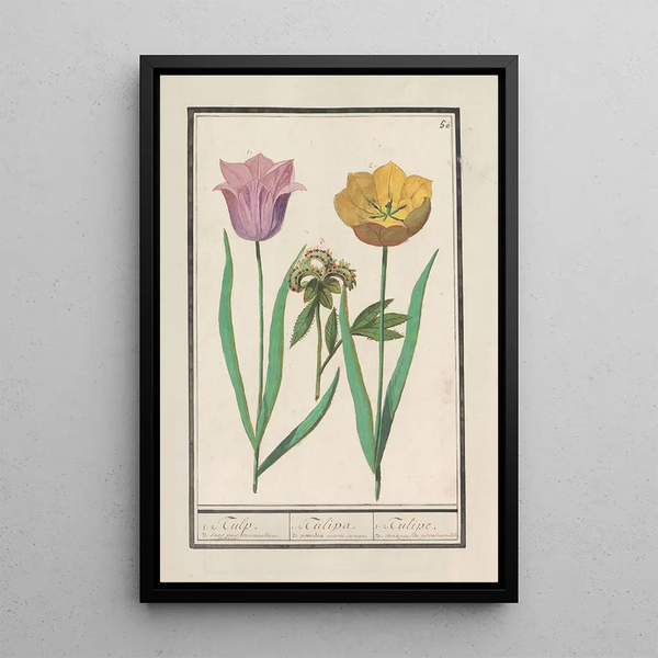 Reproduction of the painting Tulip Tulipa and Peony Paeonia - Anselmus Botius de Boodt