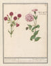 Two carnations Dianthus 1 English girl 2 jennies with flowers in dice - Anselmus Botius de Boodt — artwork view