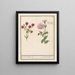 Two carnations Dianthus 1 English girl 2 jennies with flowers in dice - Anselmus Botius de Boodt — framed artwork on a wall
