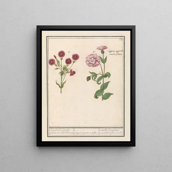 Two carnations Dianthus 1 English girl 2 jennies with flowers in dice - Anselmus Botius de Boodt — framed artwork on a wall