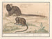 Two Common Tamarins with Brushes - Anselmus Botius de Boodt — artwork view