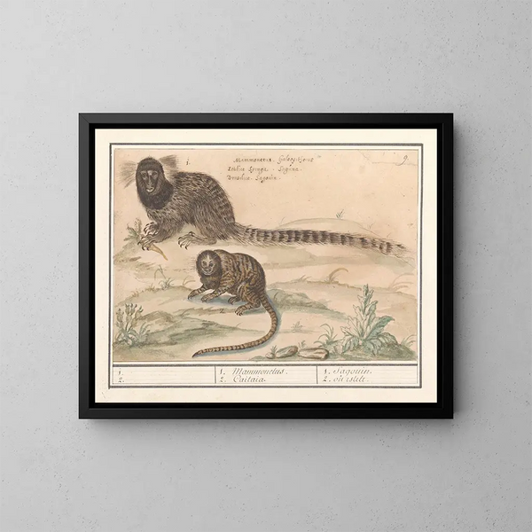 Two Common Tamarins with Brushes - Anselmus Botius de Boodt — framed artwork on a wall
