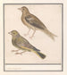 Two Greenfinches Carduelis chloris - Anselmus Botius de Boodt — artwork view