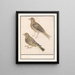 Two Greenfinches Carduelis chloris - Anselmus Botius de Boodt — framed artwork on a wall