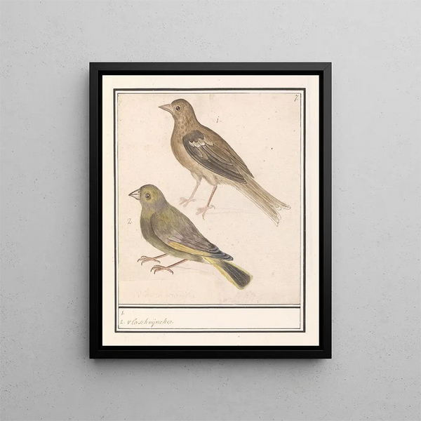 Two Greenfinches Carduelis chloris - Anselmus Botius de Boodt — framed artwork on a wall