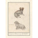 Two dogs Canis lupus familiaris 1 2 Irish dog 1 2 Canis irlandicus - Anselmus Botius de Boodt — artwork view