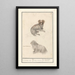 Two dogs Canis lupus familiaris 1 2 Irish dog 1 2 Canis irlandicus - Anselmus Botius de Boodt — framed artwork on a wall