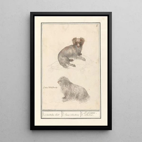 Two dogs Canis lupus familiaris 1 2 Irish dog 1 2 Canis irlandicus - Anselmus Botius de Boodt — framed artwork on a wall