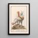 Reproduction of the painting Two hens Gallus gallus domesticus - Anselmus Botius de Boodt