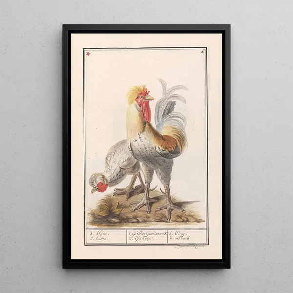 Reproduction of the painting Two hens Gallus gallus domesticus - Anselmus Botius de Boodt