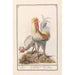 Reproduction of the painting Two hens Gallus gallus domesticus - Anselmus Botius de Boodt