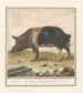 Varken Pig domestic sow Beir Varres Porcus Male Varrat - Anselmus Botius de Boodt — artwork view