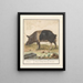 Varken Pig domestic sow Beir Varres Porcus Male Varrat - Anselmus Botius de Boodt — framed artwork on a wall