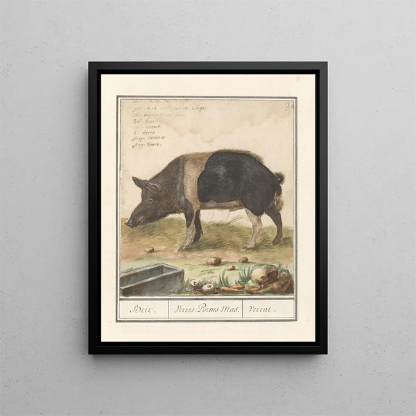 Varken Pig domestic sow Beir Varres Porcus Male Varrat - Anselmus Botius de Boodt — framed artwork on a wall