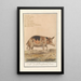 Reproduction of the painting Pig Sus scrofa domesticus Sow scrofa Porcus faemina Sow - Anselmus Botius de Boodt