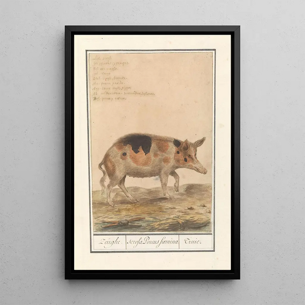 Reproduction of the painting Pig Sus scrofa domesticus Sow scrofa Porcus faemina Sow - Anselmus Botius de Boodt