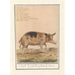 Reproduction of the painting Pig Sus scrofa domesticus Sow scrofa Porcus faemina Sow - Anselmus Botius de Boodt
