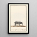 Pig Sus scrofa domesticus Black pig Porcus niger Black pig known as Siam - Anselmus Botius de Boodt
