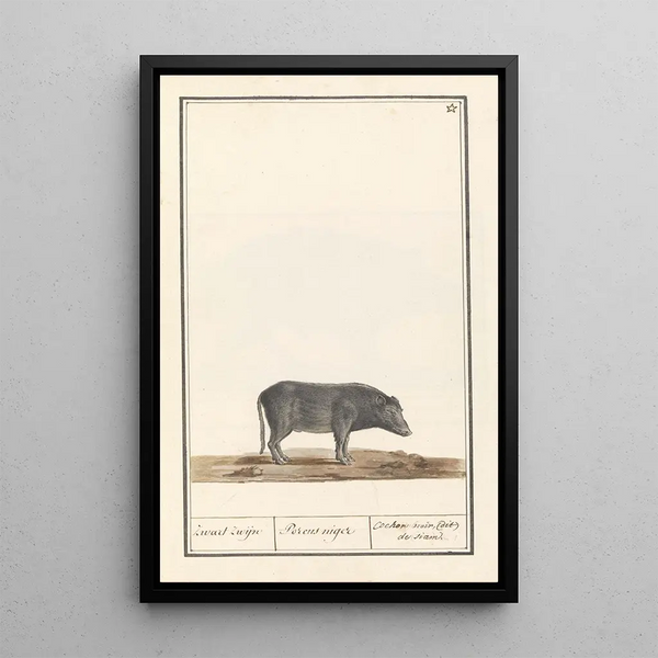 Pig Sus scrofa domesticus Black pig Porcus niger Black pig known as Siam - Anselmus Botius de Boodt