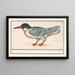 Sterne pierregarin - Anselmus Botius de Boodt — framed artwork on a wall