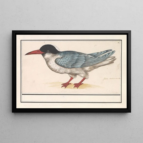 Sterne pierregarin - Anselmus Botius de Boodt — framed artwork on a wall