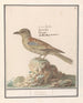 Vlaamse Gaai Garrulus glandarius - Anselmus Botius de Boodt — artwork view