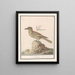 Vlaamse Gaai Garrulus glandarius - Anselmus Botius de Boodt — framed artwork on a wall