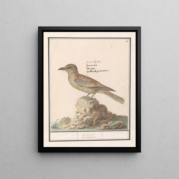 Vlaamse Gaai Garrulus glandarius - Anselmus Botius de Boodt — framed artwork on a wall