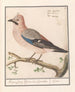 Flemish Eurasian Jay Garrulus glandarius (Cas Conflit) - Anselmus Botius de Boodt — artwork view