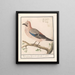 Flemish Eurasian Jay Garrulus glandarius (Cas Conflit) - Anselmus Botius de Boodt — framed artwork on a wall