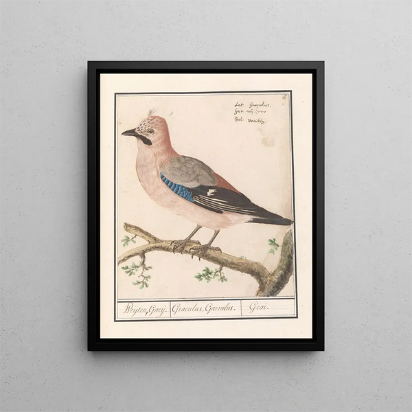 Flemish Eurasian Jay Garrulus glandarius (Cas Conflit) - Anselmus Botius de Boodt — framed artwork on a wall