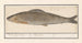 Vlagzalm Thymallus thymallus Hesch thijmvisch Thijmallus - Anselmus Botius de Boodt — artwork view