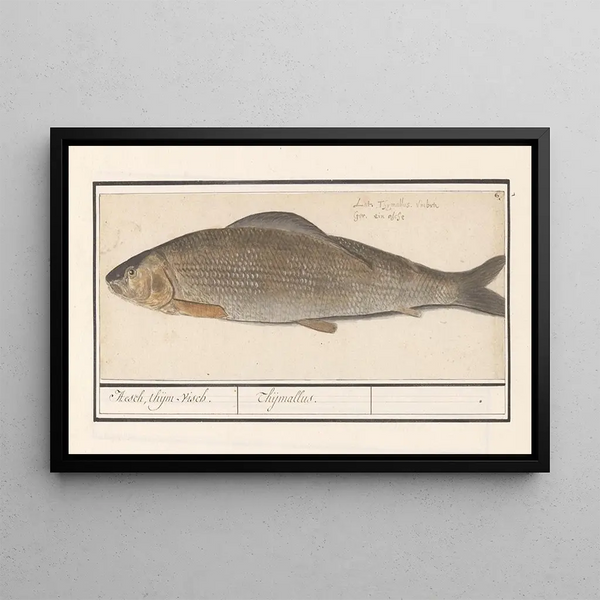Vlagzalm Thymallus thymallus Hesch thijmvisch Thijmallus - Anselmus Botius de Boodt — framed artwork on a wall