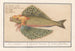 Flying Fish Exocoetidae Sea Swallow Hirundo Marina Flying Butterfly - Anselmus Botius de Boodt — artwork view