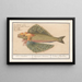 Flying Fish Exocoetidae Sea Swallow Hirundo Marina Flying Butterfly - Anselmus Botius de Boodt — framed artwork on a wall