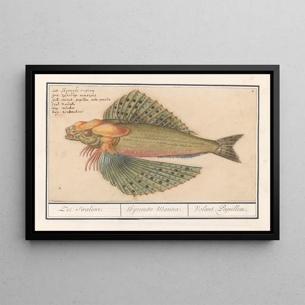 Flying Fish Exocoetidae Sea Swallow Hirundo Marina Flying Butterfly - Anselmus Botius de Boodt — framed artwork on a wall