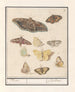 Butterflies and Moths Butterflies - Anselmus Botius de Boodt — artwork view