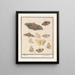 Butterflies and Moths Butterflies - Anselmus Botius de Boodt — framed artwork on a wall