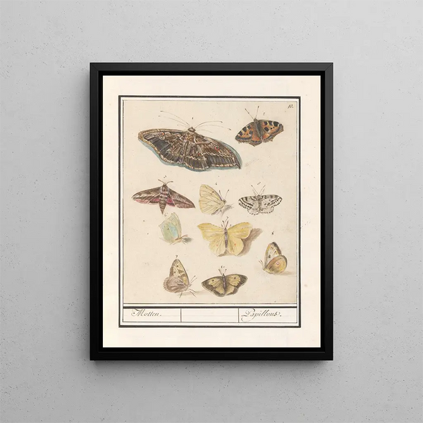 Butterflies and Moths Butterflies - Anselmus Botius de Boodt — framed artwork on a wall