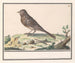 Unknown Bird - Anselmus Botius de Boodt — artwork view