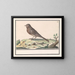 Unknown Bird - Anselmus Botius de Boodt — framed artwork on a wall