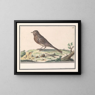 Unknown Bird - Anselmus Botius de Boodt — framed artwork on a wall
