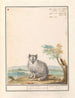 Vos Renards renards renards renards blancs Crucigera aldvov renard fade crois isalis - Anselmus Botius de Boodt — artwork view