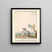 Vos Renards renards renards renards blancs Crucigera aldvov renard fade crois isalis - Anselmus Botius de Boodt — framed artwork on a wall