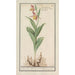 Venus's Slipper Cypripedium calceolus - Anselmus Botius de Boodt — artwork view