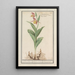 Venus's Slipper Cypripedium calceolus - Anselmus Botius de Boodt — framed artwork on a wall