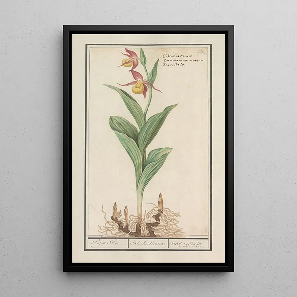 Venus's Slipper Cypripedium calceolus - Anselmus Botius de Boodt — framed artwork on a wall