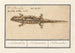 Salamander spotted Salamandra salamandra Salamander - Anselmus Botius de Boodt — artwork view
