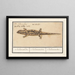Salamander spotted Salamandra salamandra Salamander - Anselmus Botius de Boodt — framed artwork on a wall