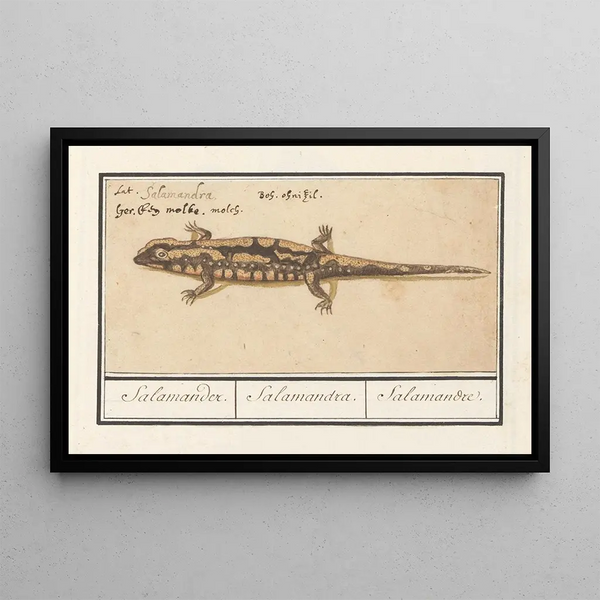 Salamander spotted Salamandra salamandra Salamander - Anselmus Botius de Boodt — framed artwork on a wall
